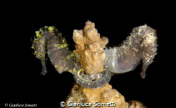 seahorses - together forever by Gianluca Sometti 